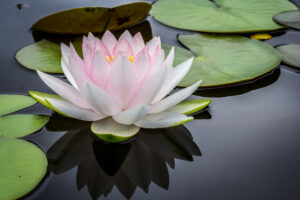 Formations Les sens du yoga